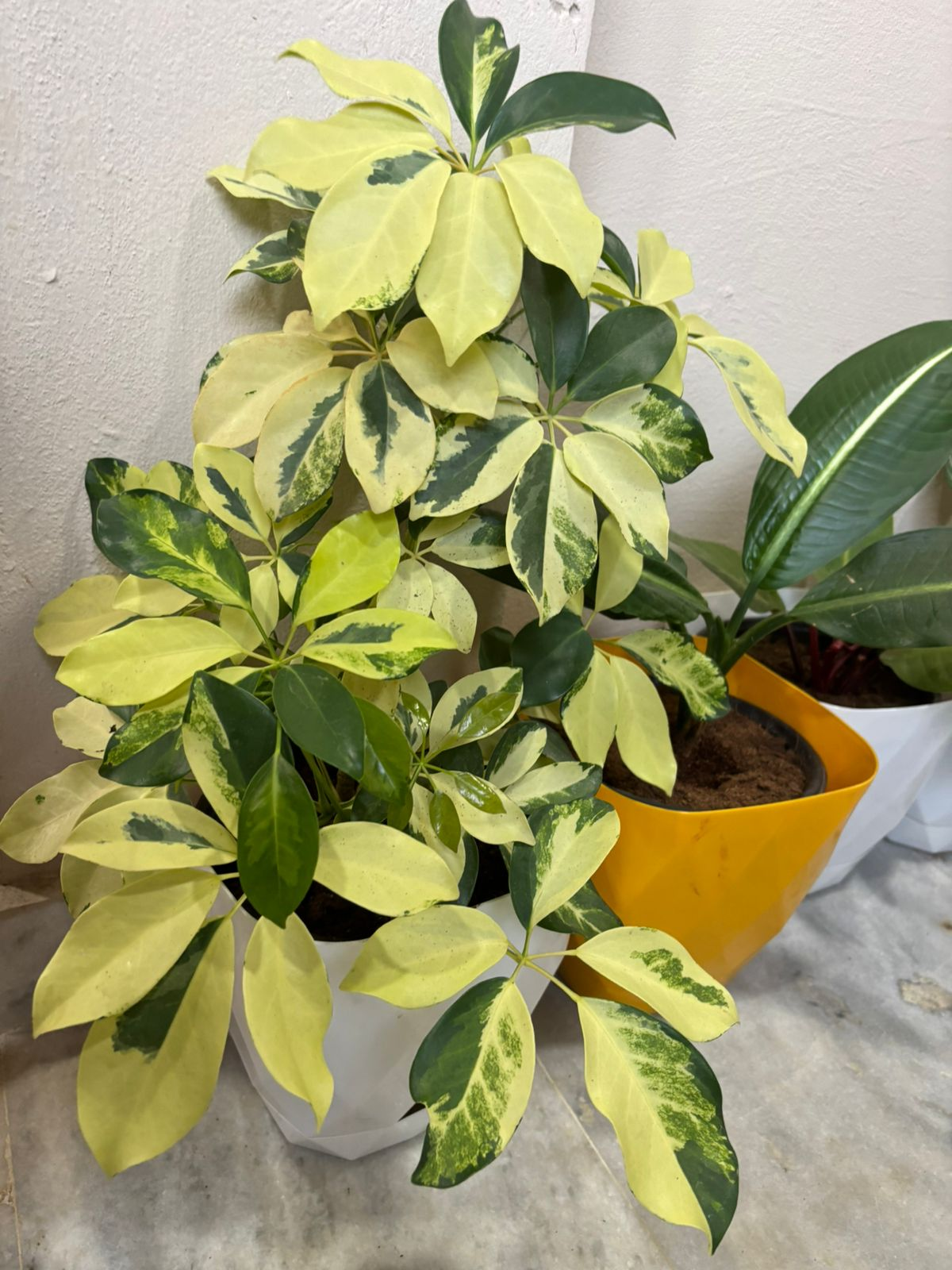 Indoor plants