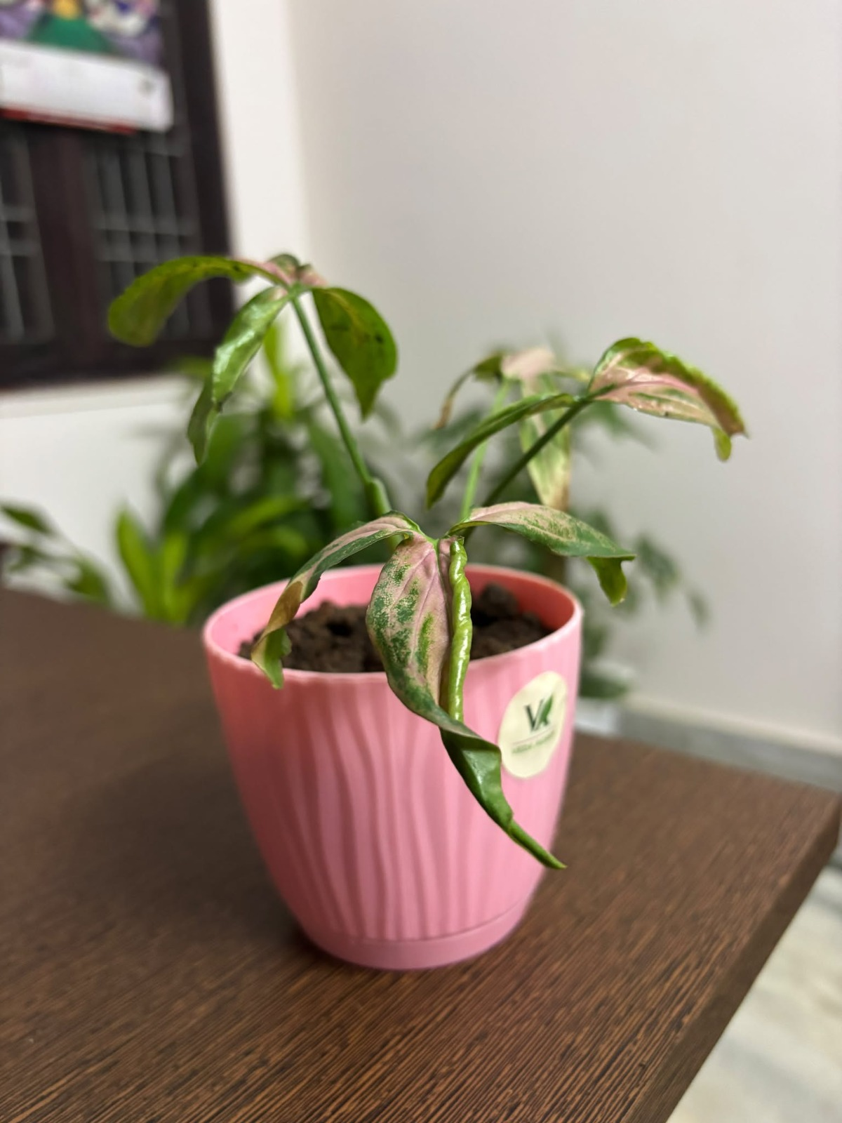 Gifting plants